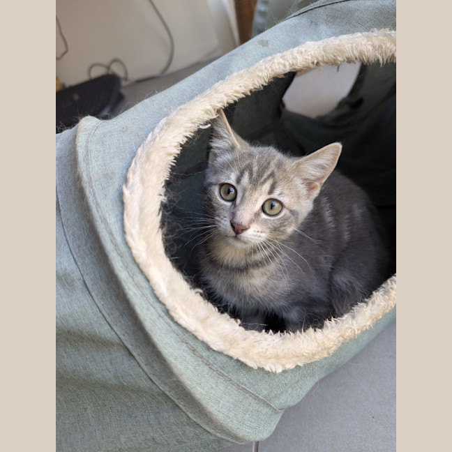 Photo of Maya Scotty