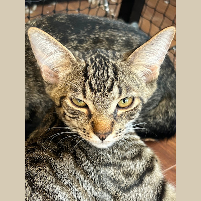 Photo of Willow Meet Me @Pe Tstock Hastings