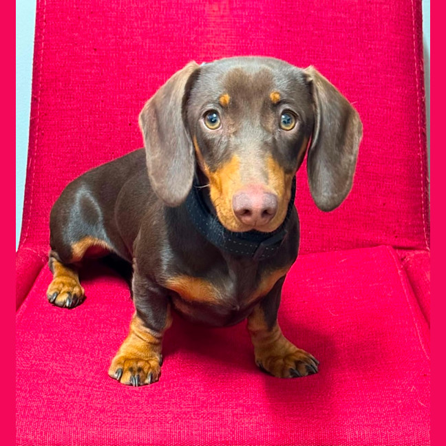 Photo of Buster