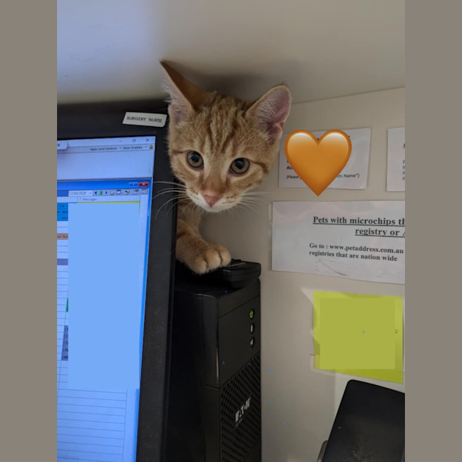 Photo of Carrot Cake