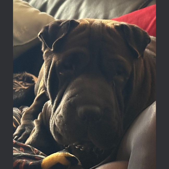 Photo of Obi