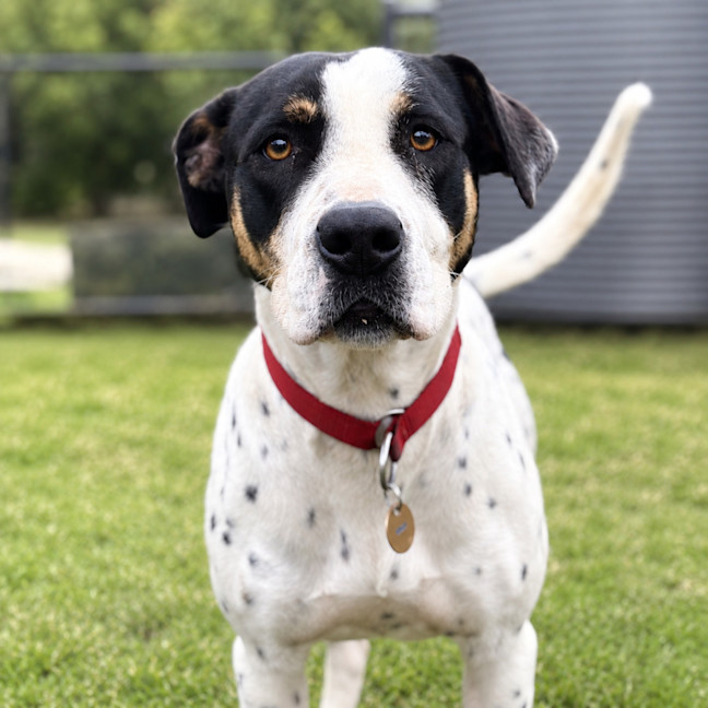 Photo of Patch