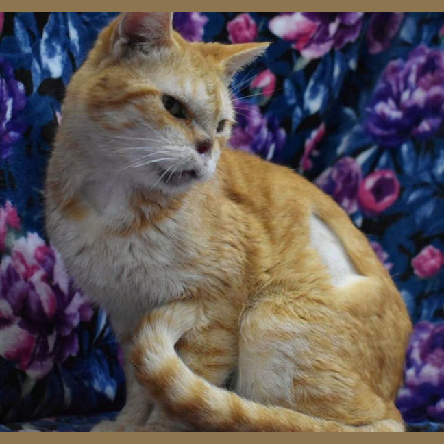 Photo of Bellemere