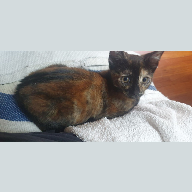 Photo of Tortie 