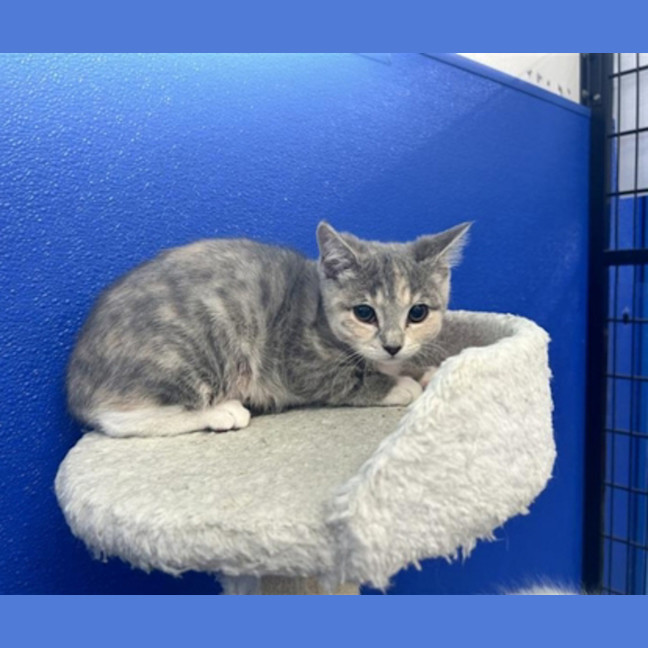 Photo of Pepper