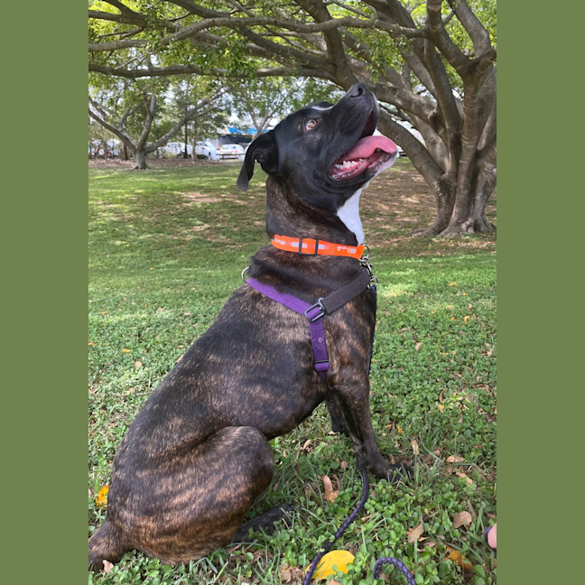 Photo of Gypsie
