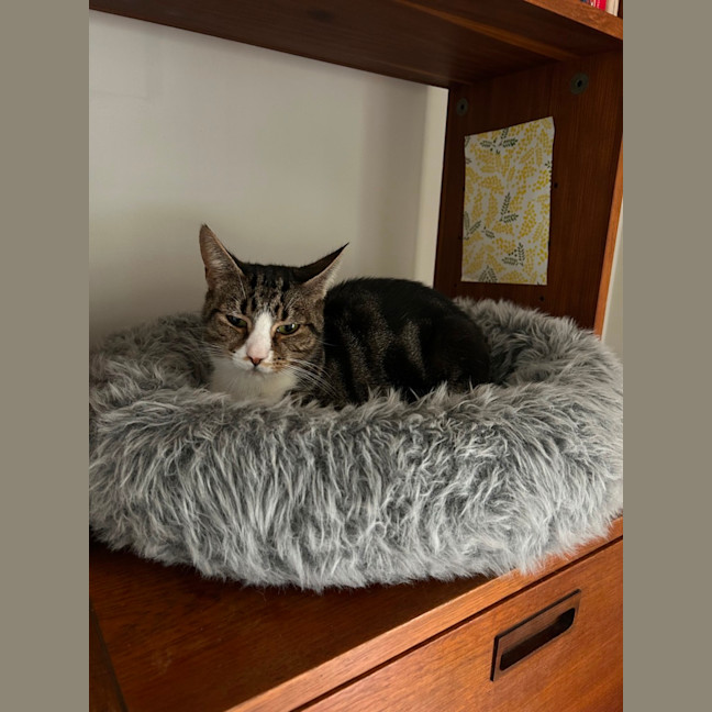 Photo of Winter *9 Lives Project Rescue*