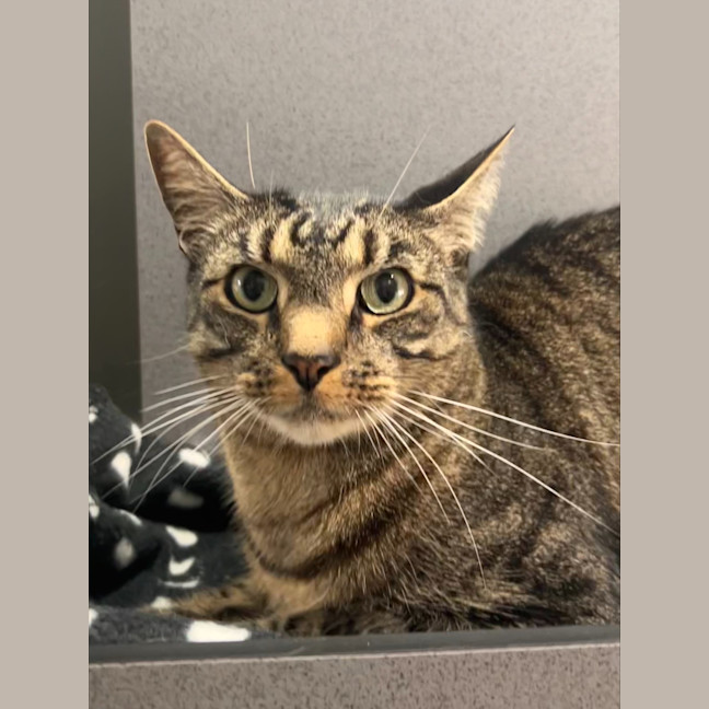 Photo of Tigger