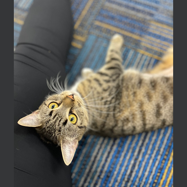 Photo of Willow