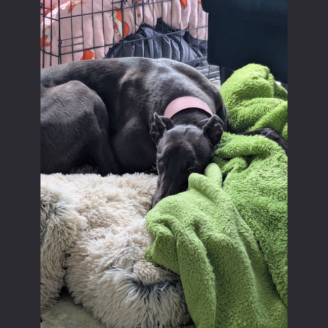 Photo of Luna & Asher   7 Year Old Greyhounds