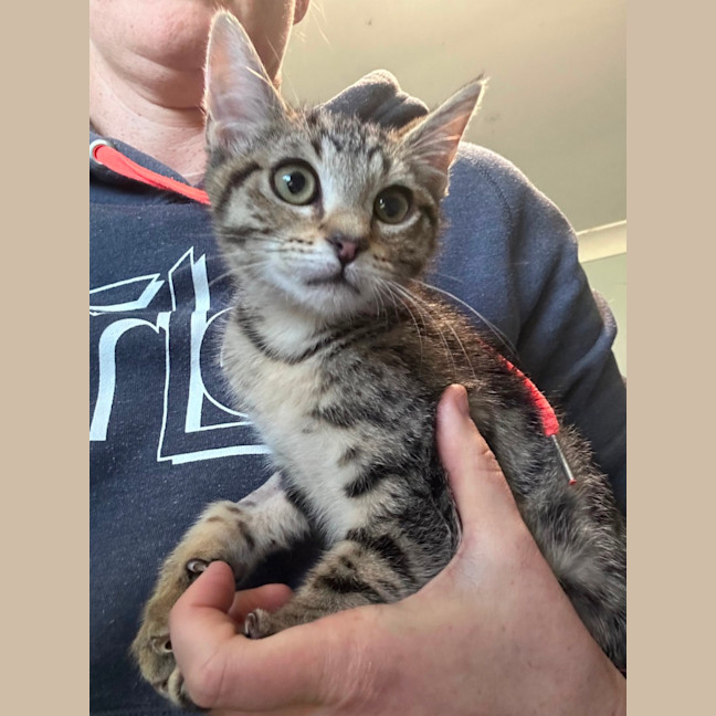 Photo of Spencer 🐱 