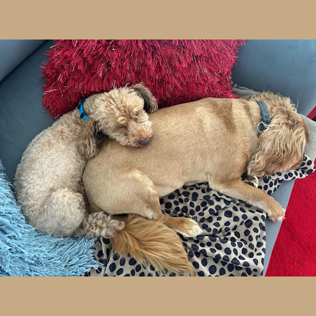 Photo of Todd And Copper