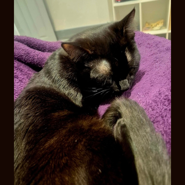 Photo of Titan * 9 Lives Project Rescue*