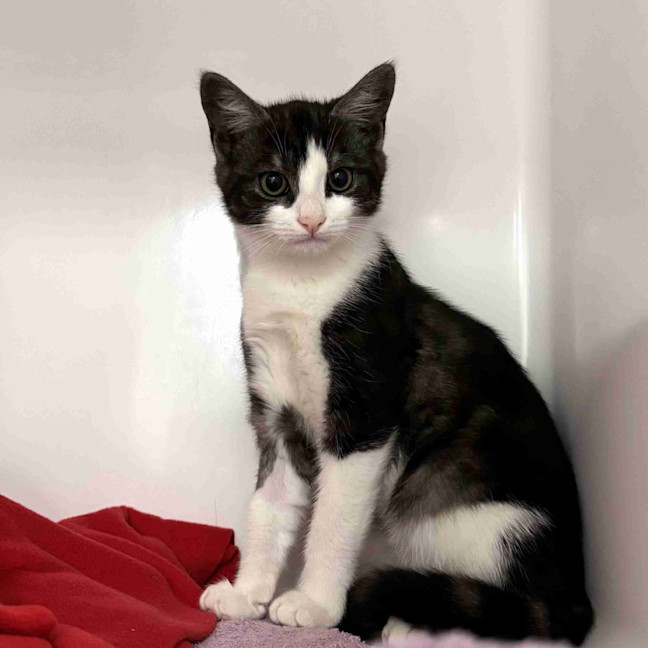 Photo of Maximus Suk014648