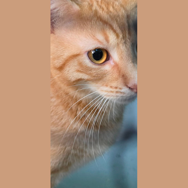 Photo of Henry Smith ** 2nd Chance Cat Rescue **