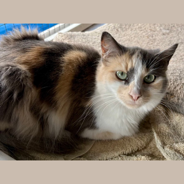 Photo of Nova