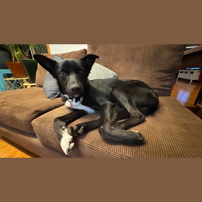 Photo of Bindi