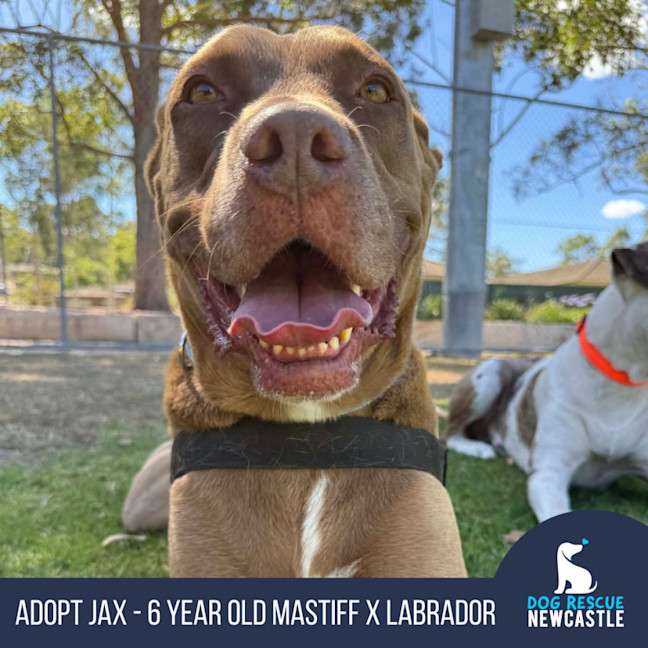 Photo of Jax   6 Year Old Mastiff X Labrador
