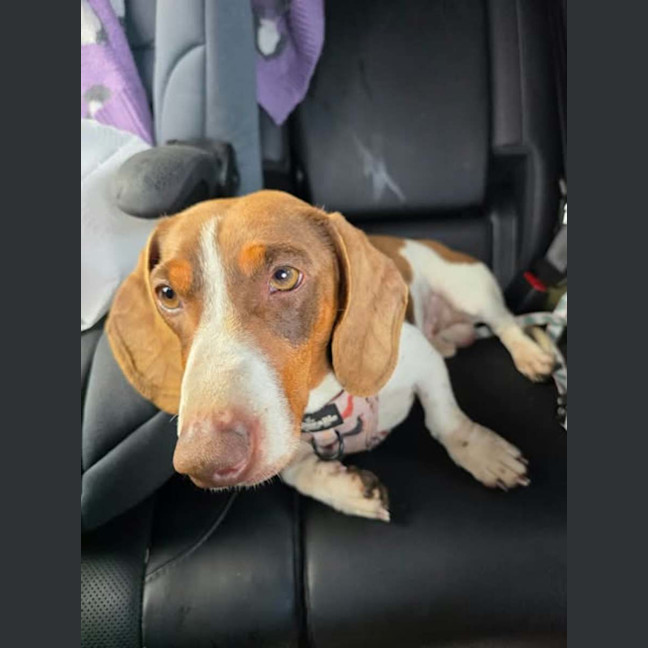 Photo of Dexter