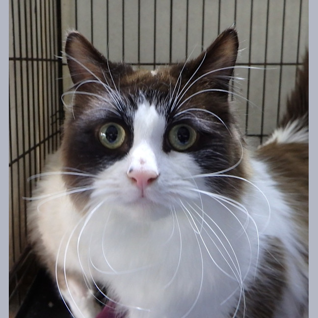 Photo of Avi And Pikachu