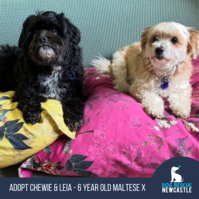 Photo of Chewie & Leia 🐶 Fun And Friendly