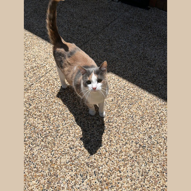 Photo of Dash & Hammy Chi