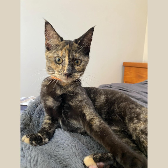 Photo of Silver (K64)