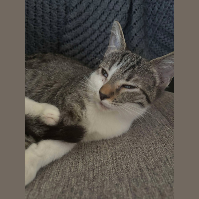 Photo of Cola