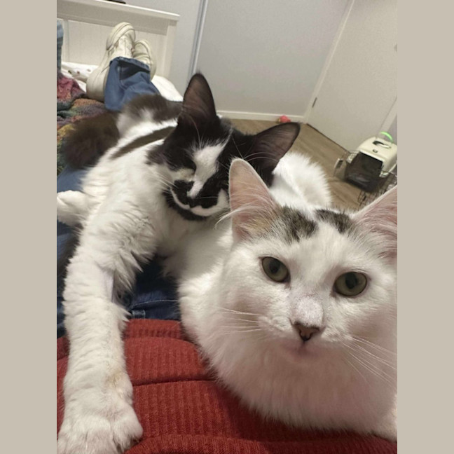 Photo of Rhunarb   Pet Quarters Broadmeadow 