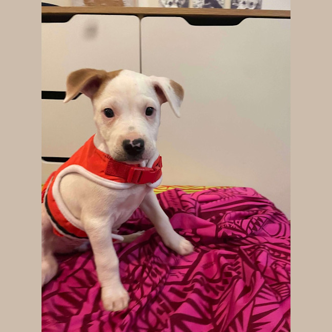 Photo of Polly