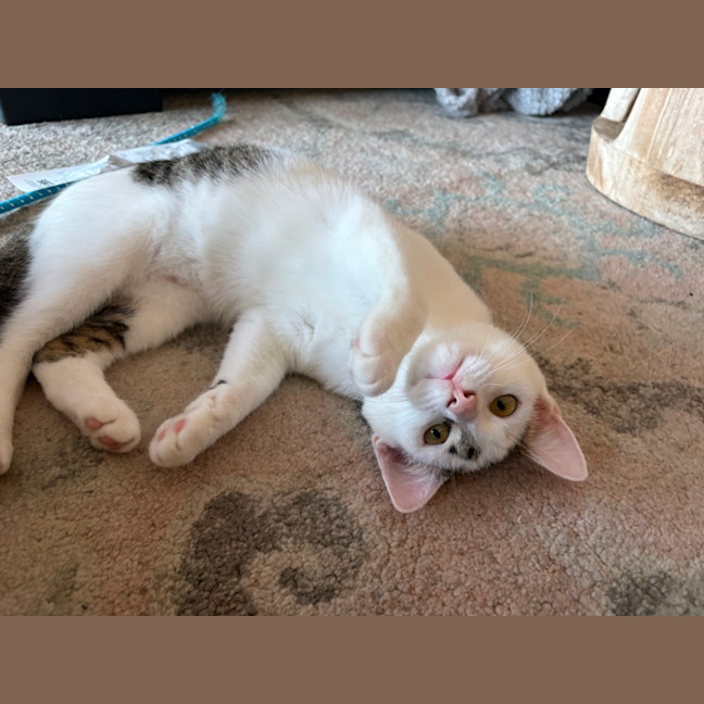 Photo of Smokey