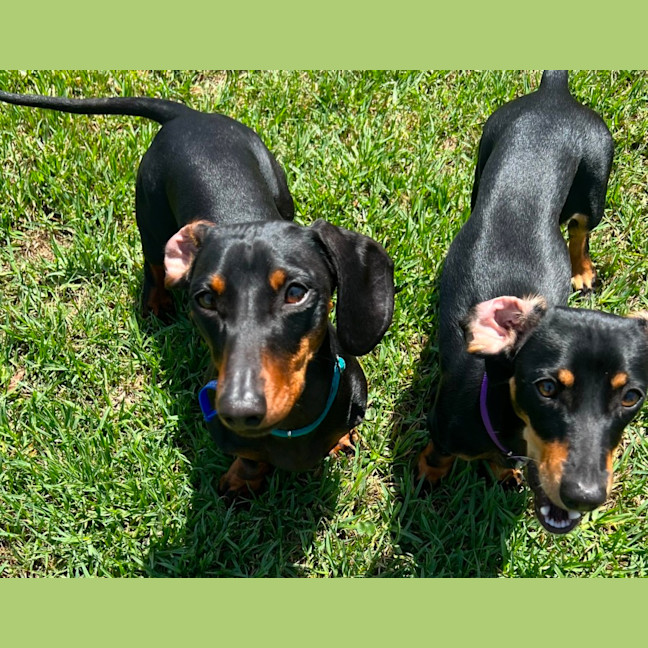 Photo of Tilly & Lulu   2 Year & 8 Month Old Dachshund