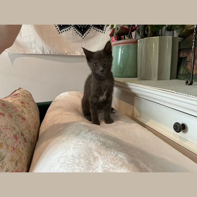 Photo of Chowder