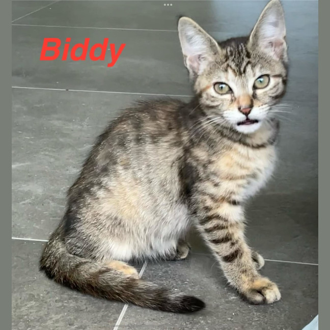 Photo of Biddy