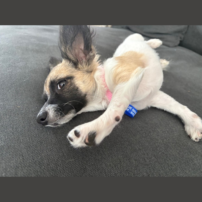 Photo of Meeka   13 Week Old Chihuahua X