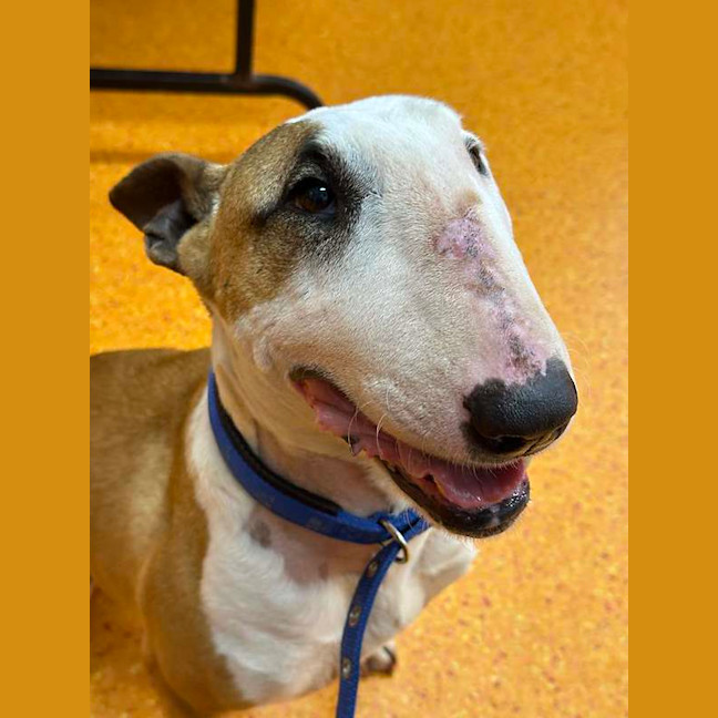 Photo of Indy