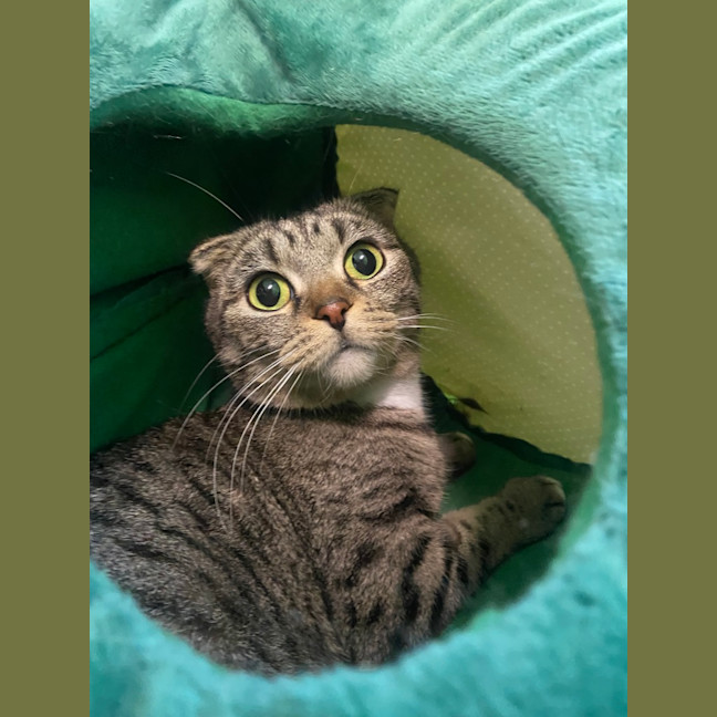 Photo of Penelope (Bonded With Calypso)