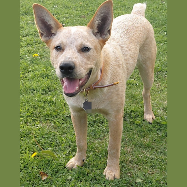 Photo of Willow