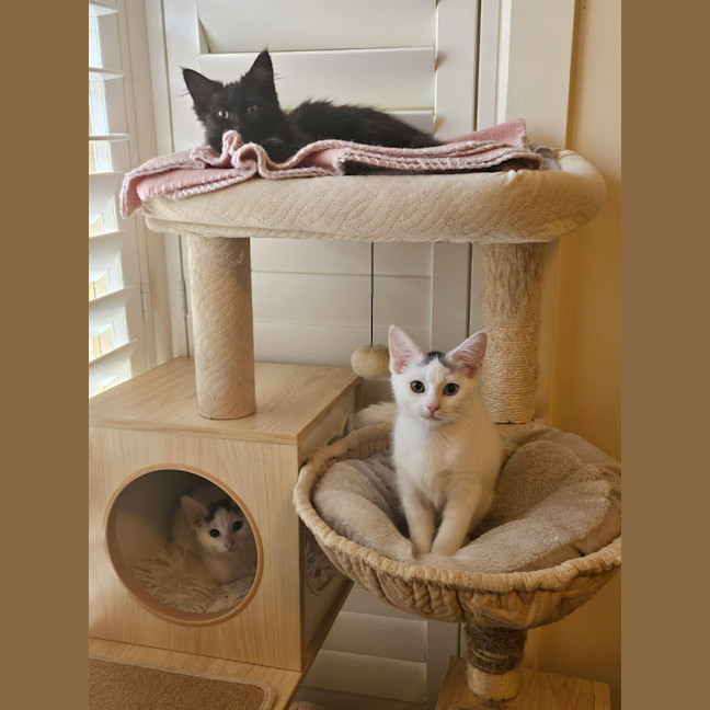 Photo of Eddie *9 Lives Project Rescue*