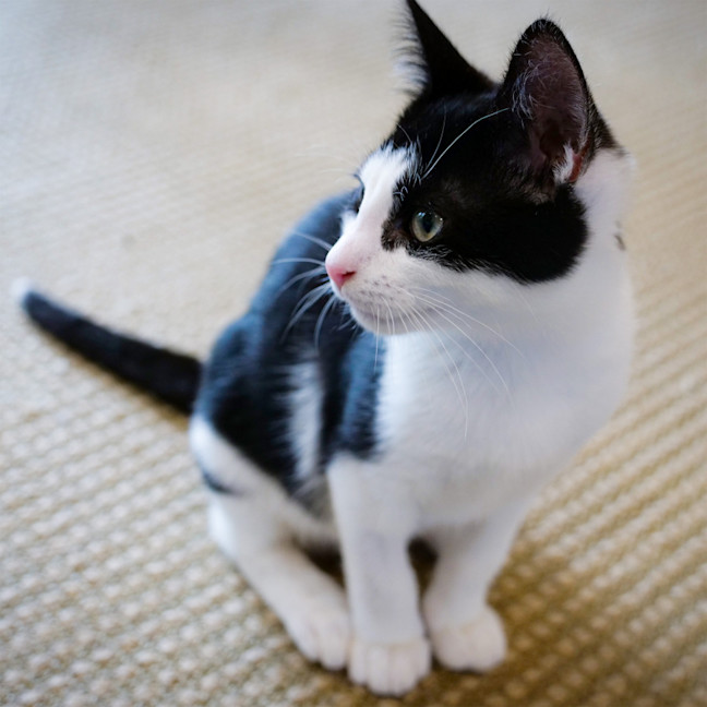 Photo of Domino