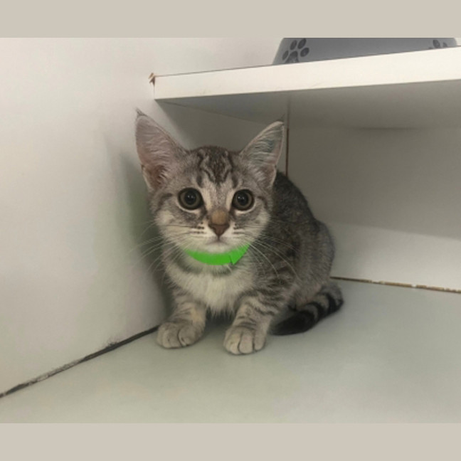 Photo of Fruit Punch