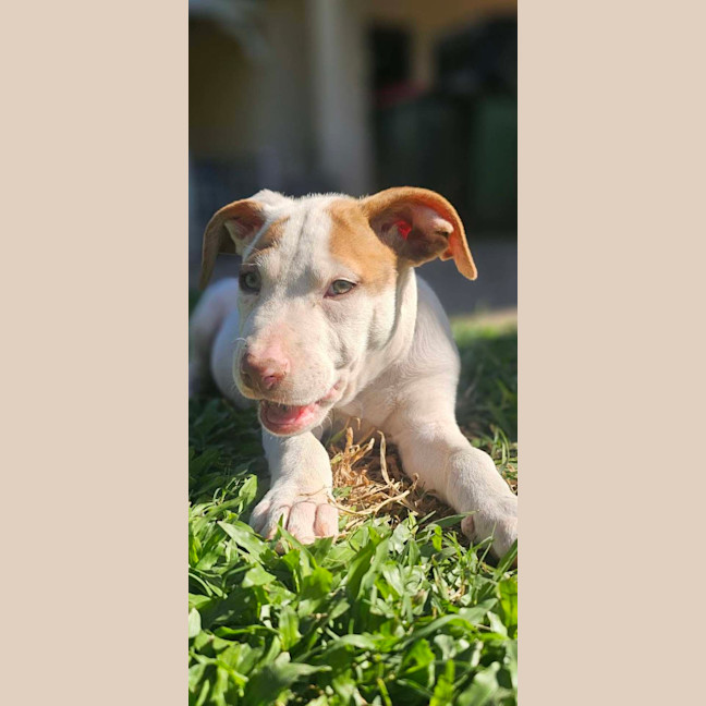 Photo of Domino