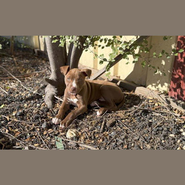 Photo of Milo