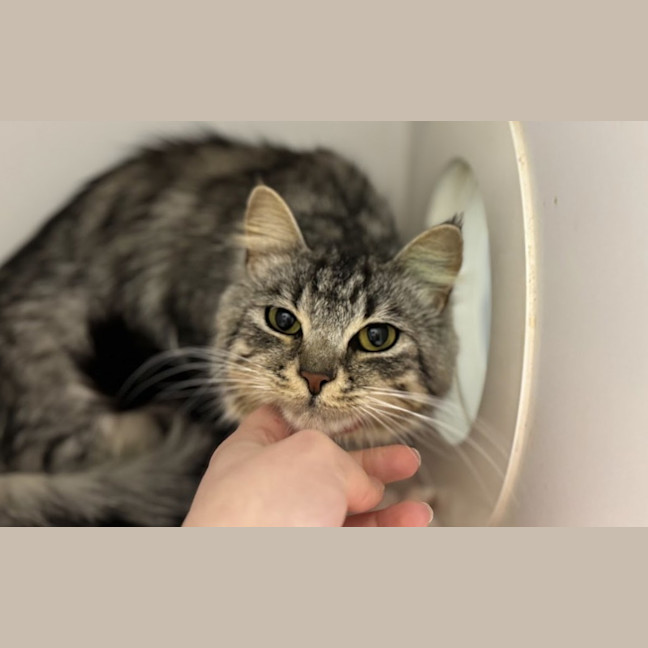 Photo of Silver