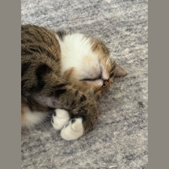 Photo of Lolo (Migallo)