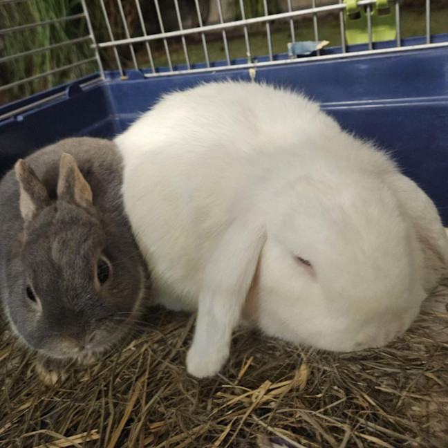 Photo of Phoenix