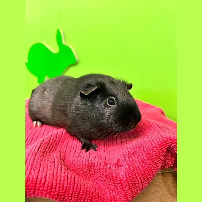 Photo of Hermia