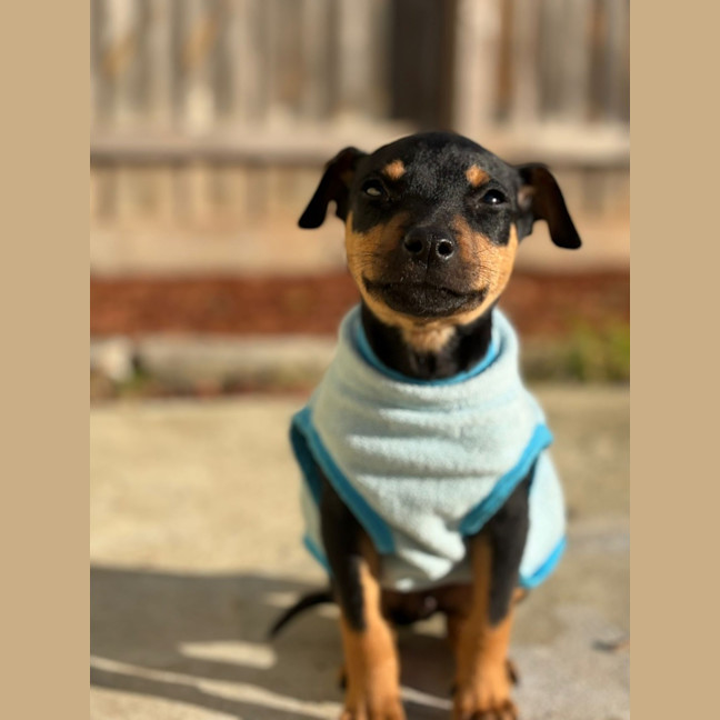 Photo of Banjo