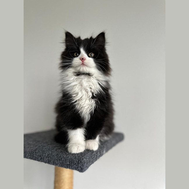 Photo of Esme
