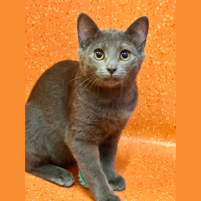 Photo of Nimbus